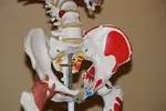 Pelvic Alignment